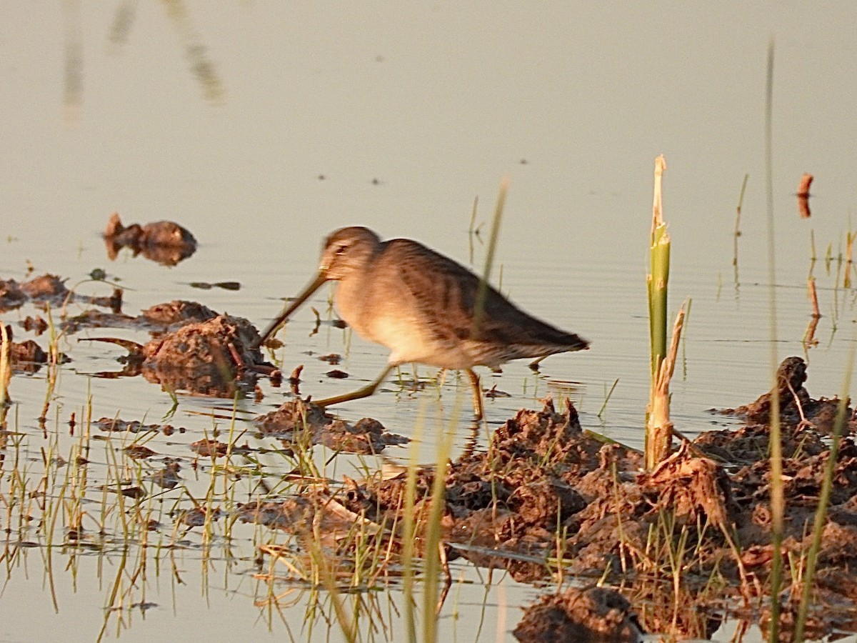 Long-billed Dowitcher - Roee Astor