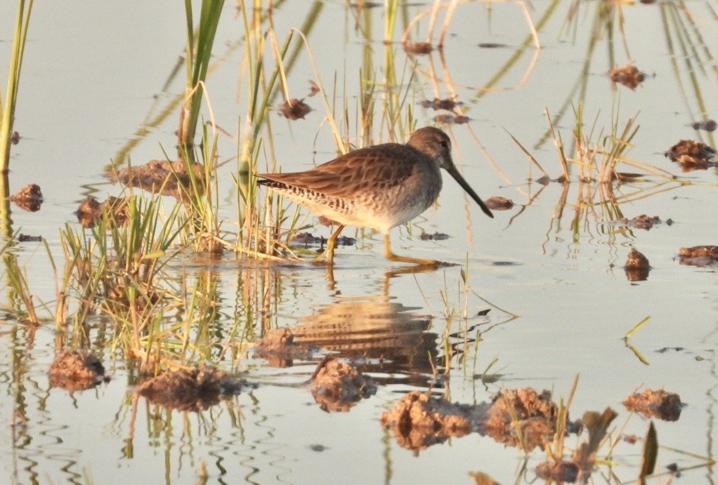 Long-billed Dowitcher - Roee Astor