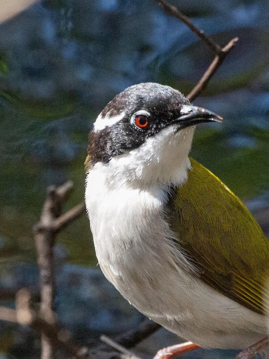 White-throated Honeyeater - ML613490125