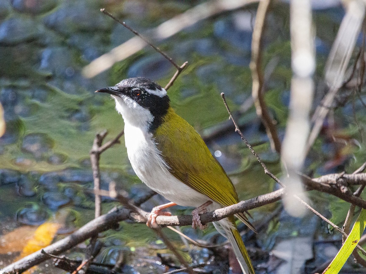 White-throated Honeyeater - ML613490126