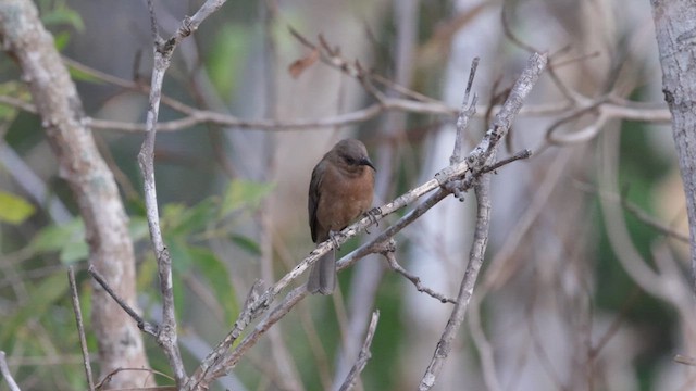 rødstenkhonningeter (obscura gr.) - ML613490138