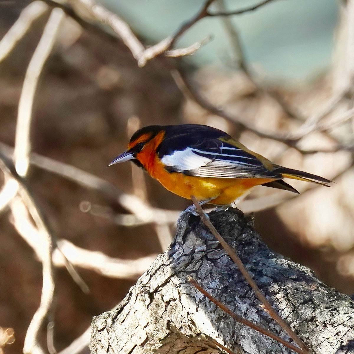 Bullock's Oriole - ML613490309