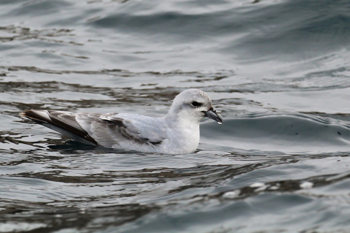 Fulmar Prion - ML613490405