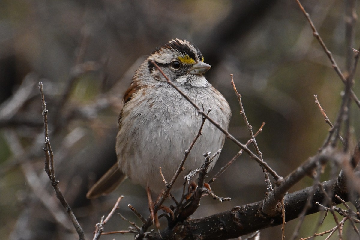White-throated Sparrow - ML613490417
