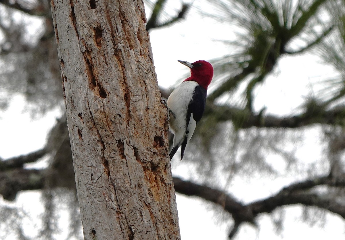 Red-headed Woodpecker - ML613490426