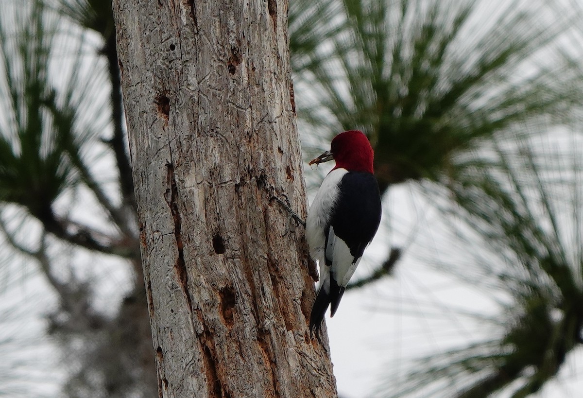 Red-headed Woodpecker - ML613490435