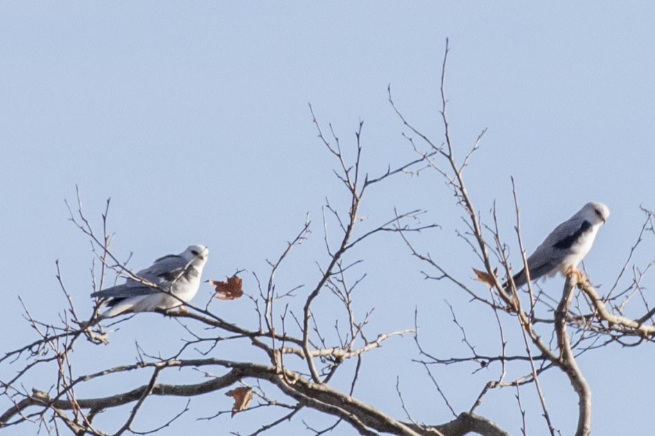 White-tailed Kite - ML613490470