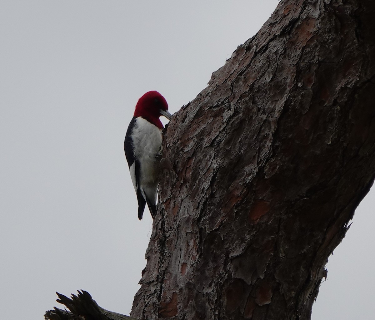 Red-headed Woodpecker - ML613490478