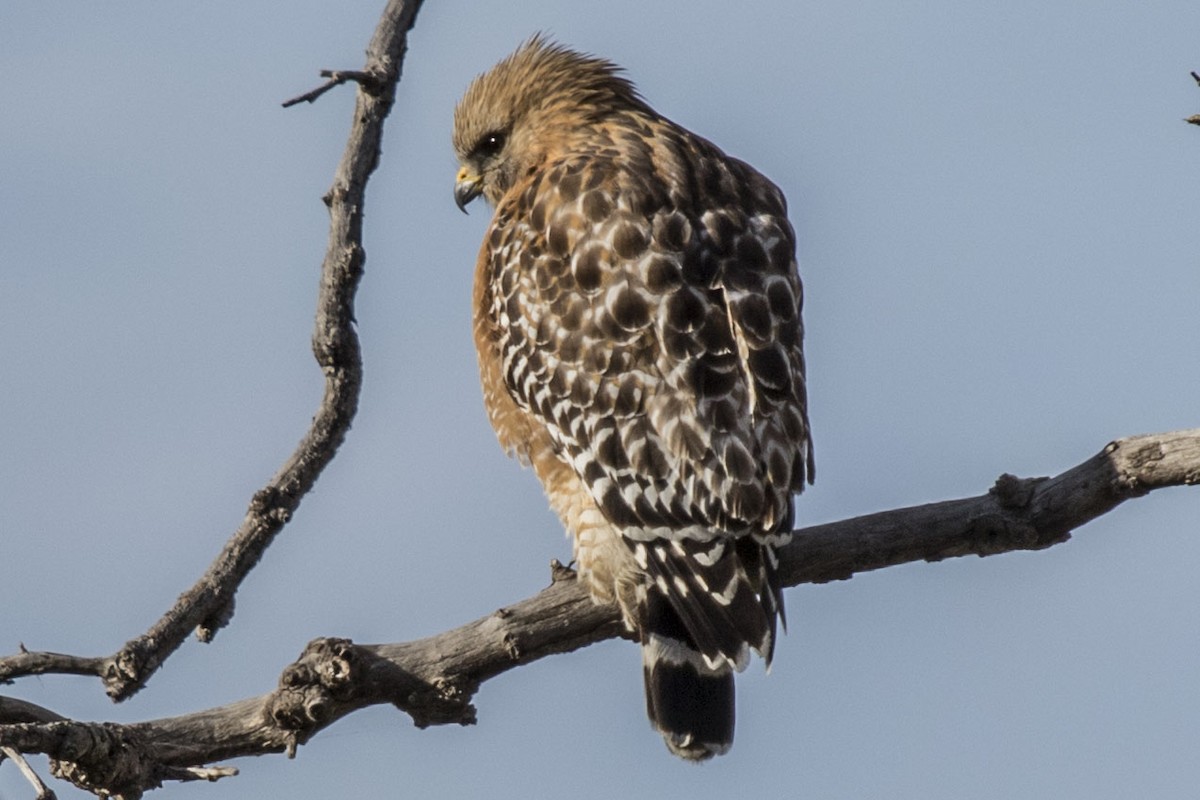 Red-shouldered Hawk - ML613490482