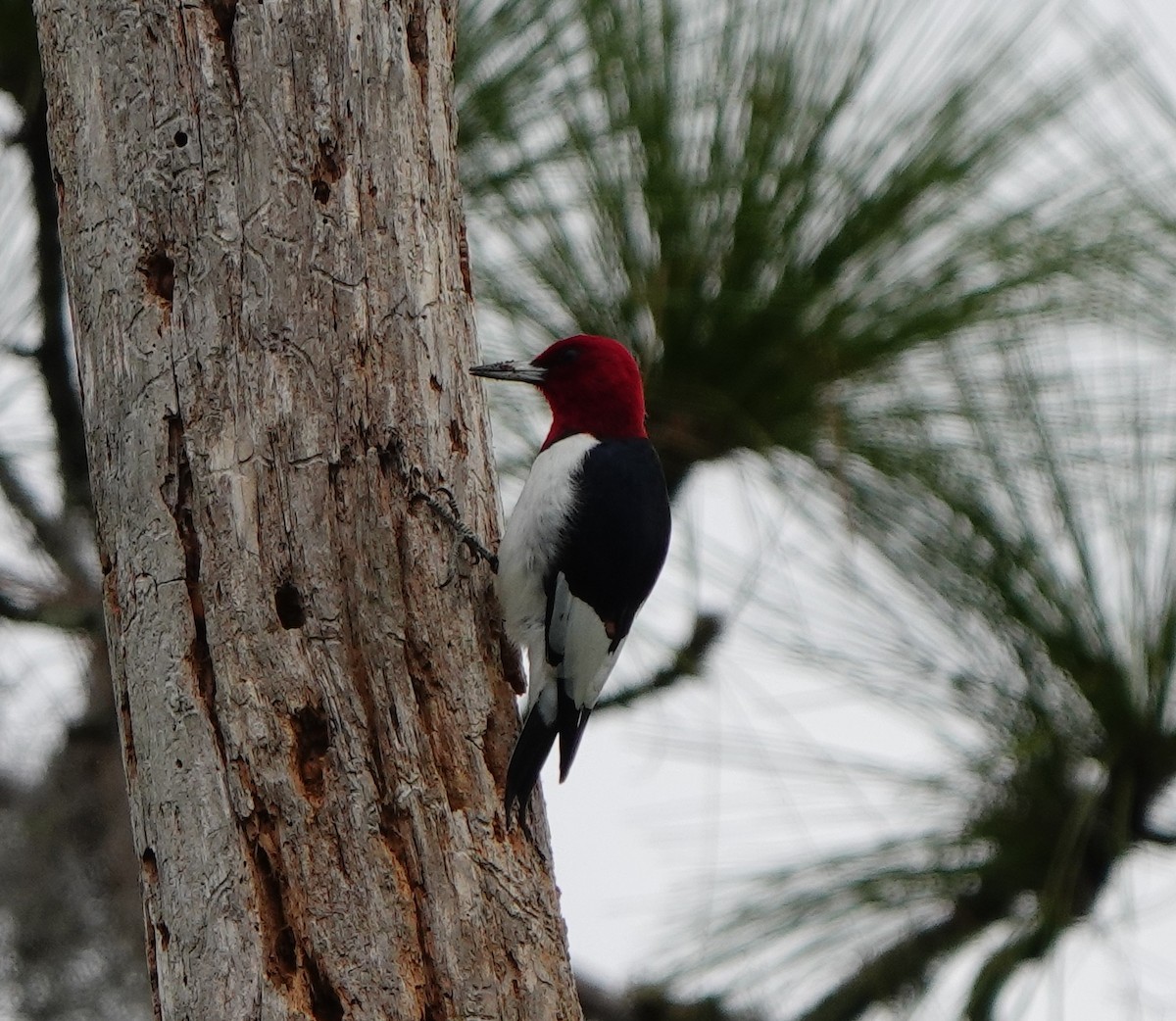 Red-headed Woodpecker - ML613490495