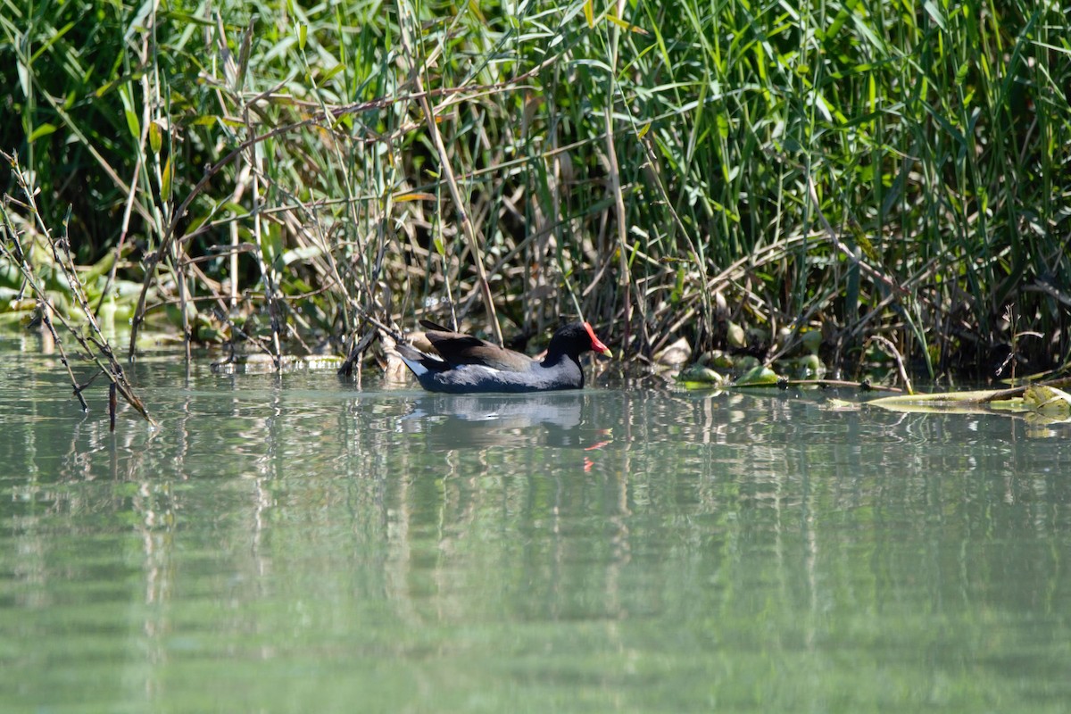 Common Gallinule - BreeAnn Crofts