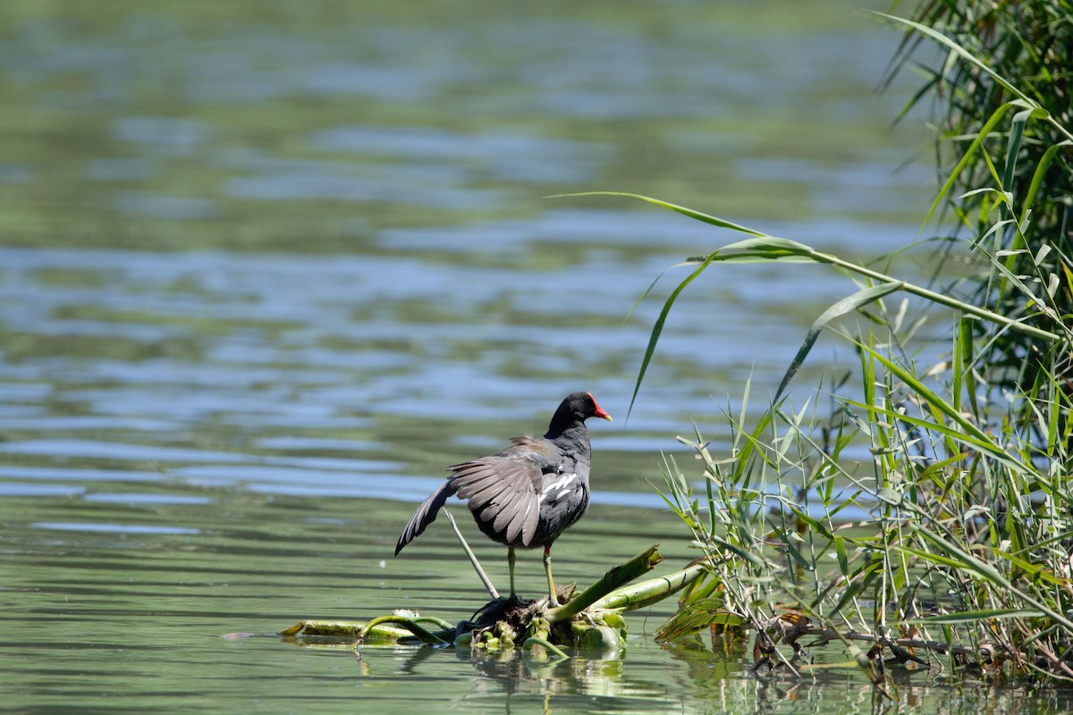 Common Gallinule - BreeAnn Crofts