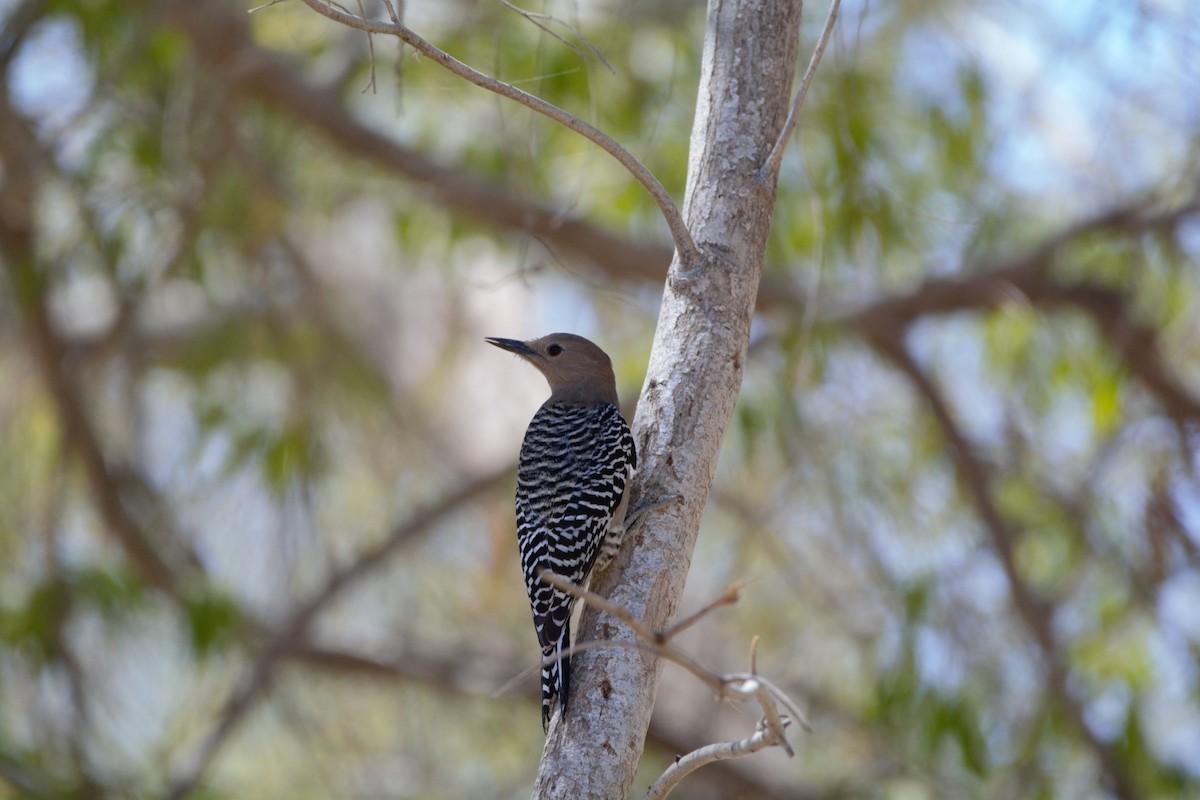 Gila Woodpecker - ML613490532