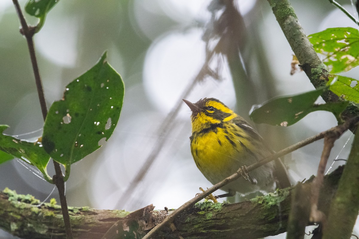 Townsend's Warbler - ML613490564