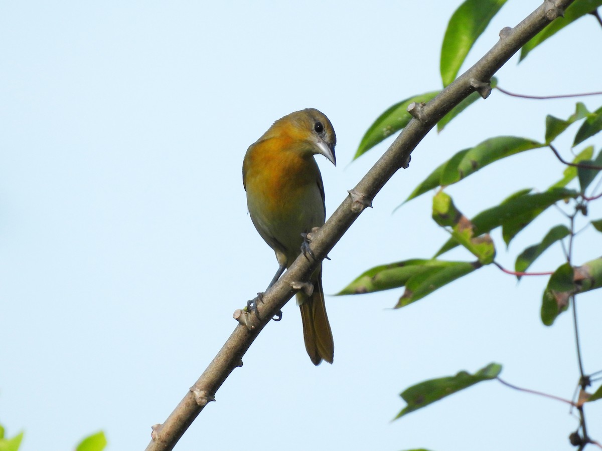 Orchard Oriole - Daniel Matamoros