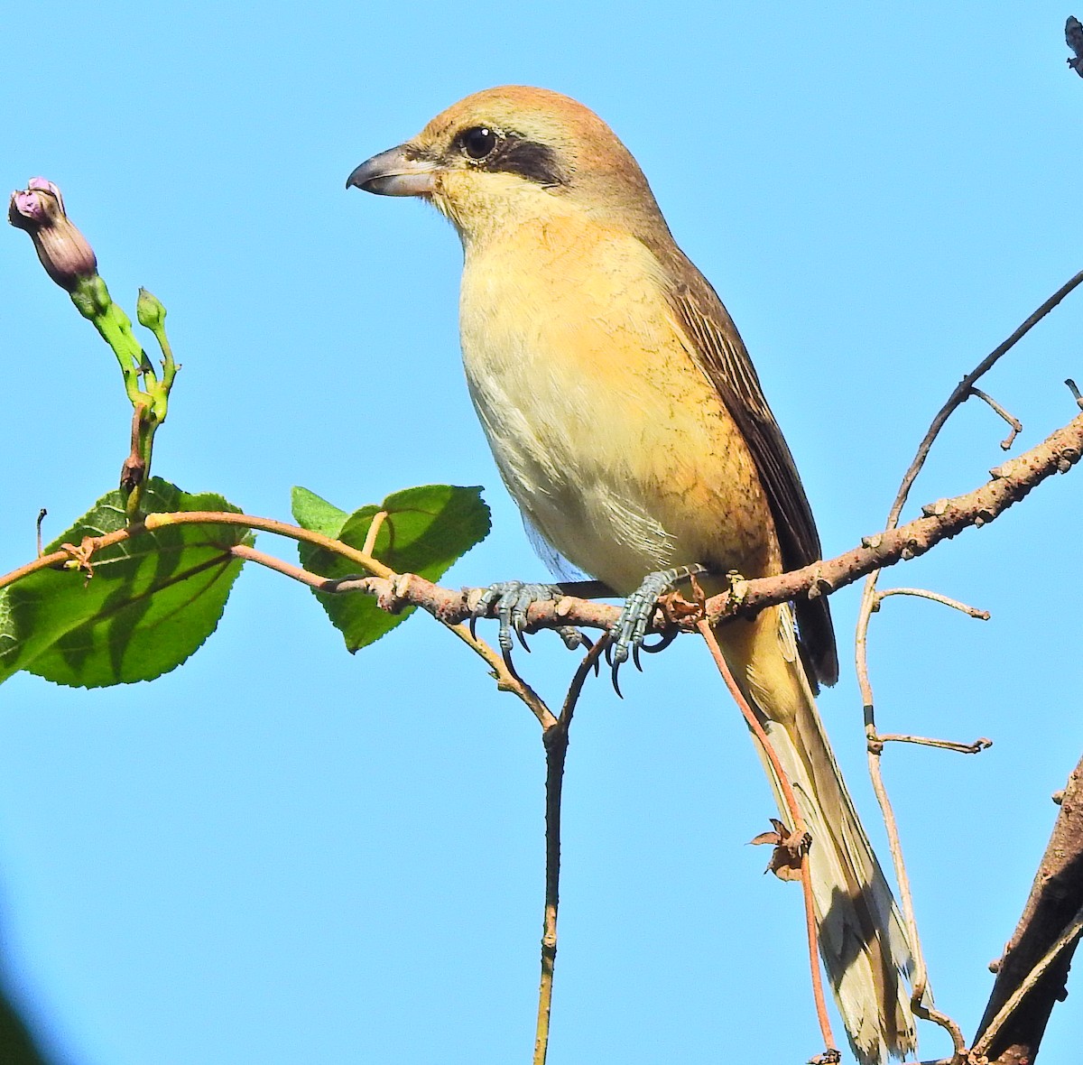 Brown Shrike (Brown) - ML613490659