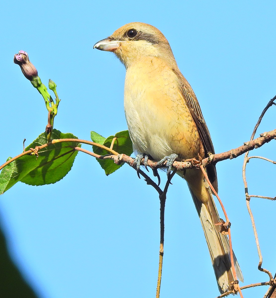 Brown Shrike (Brown) - ML613490662