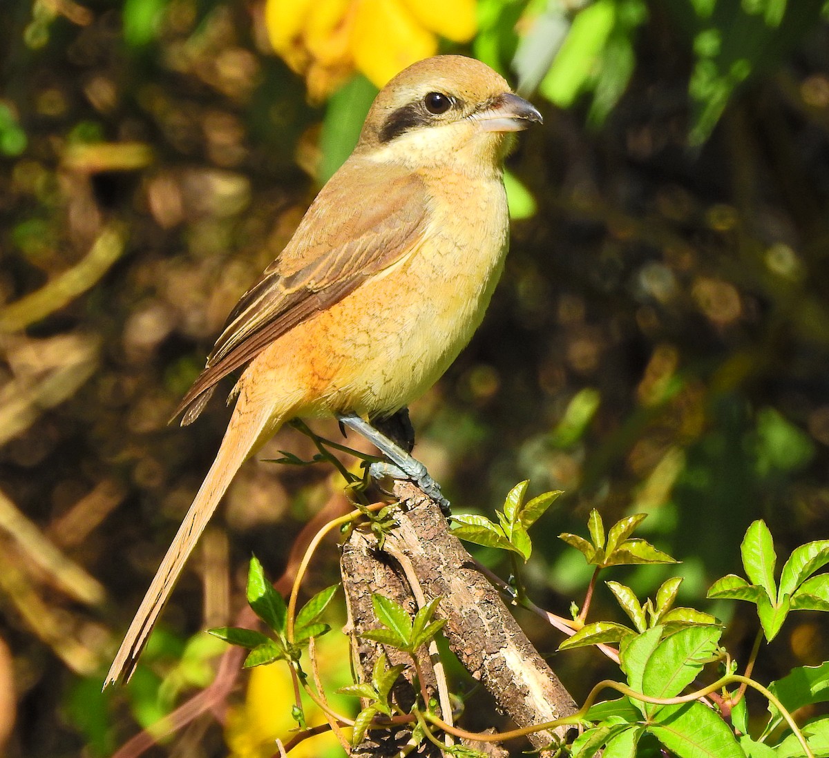 Brown Shrike (Brown) - ML613490663