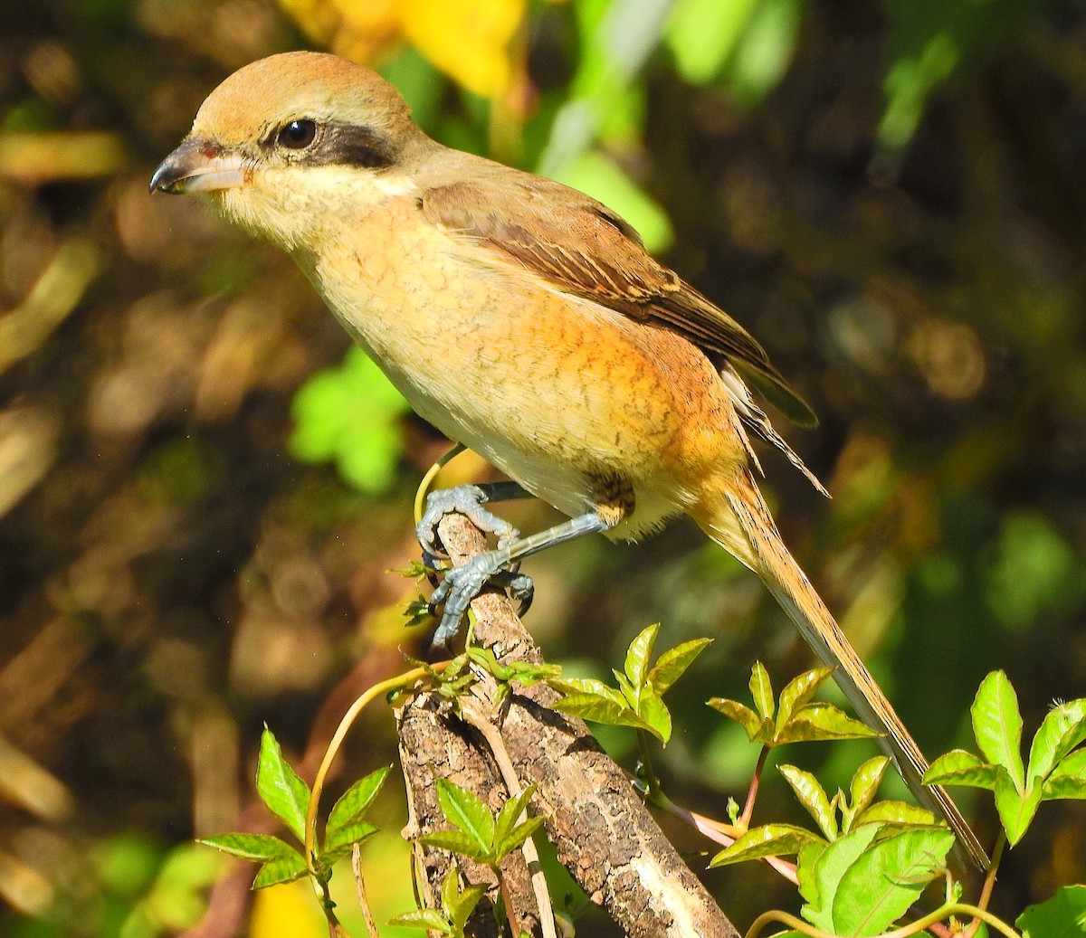 Brown Shrike (Brown) - ML613490665