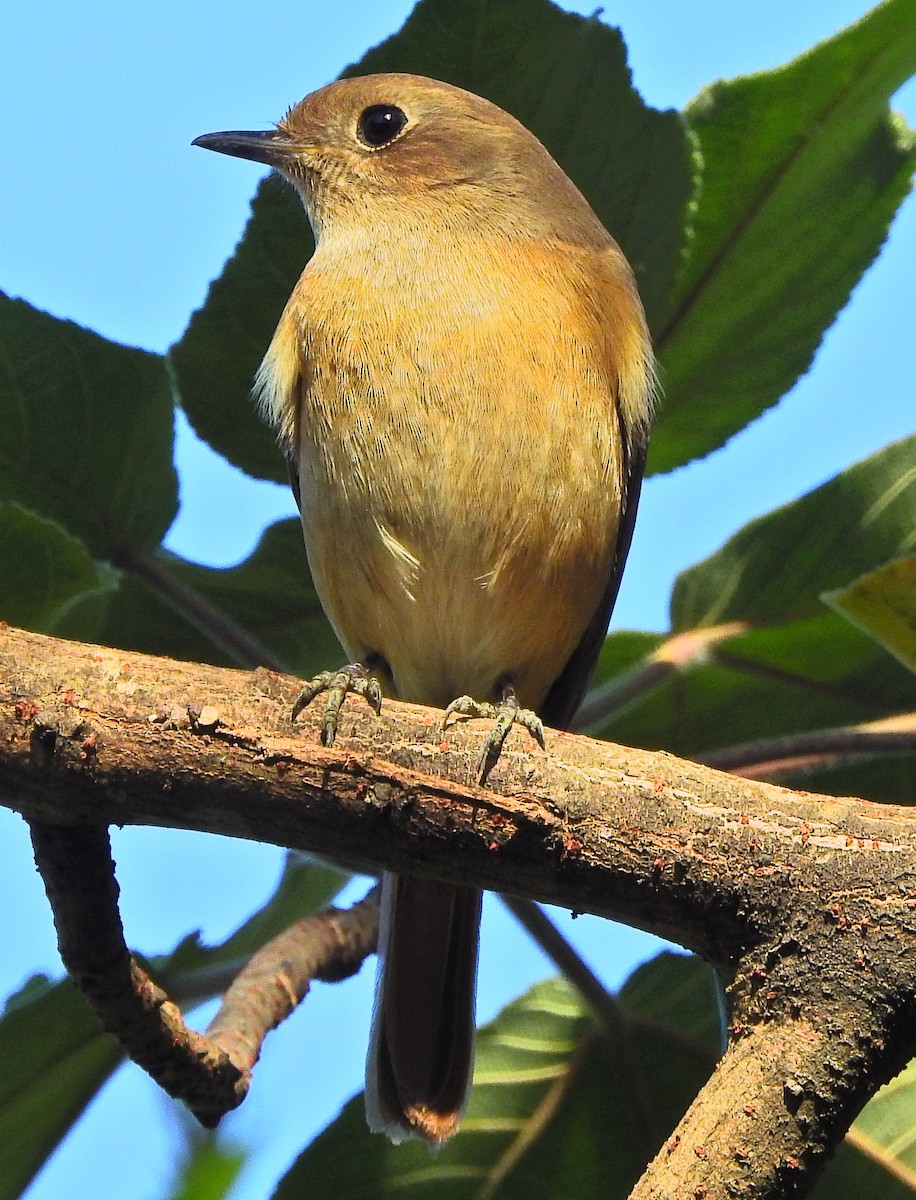 Daurian Redstart - ML613490685