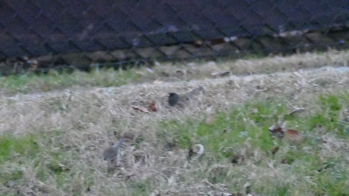 Dark-eyed Junco (Oregon) - ML613490768