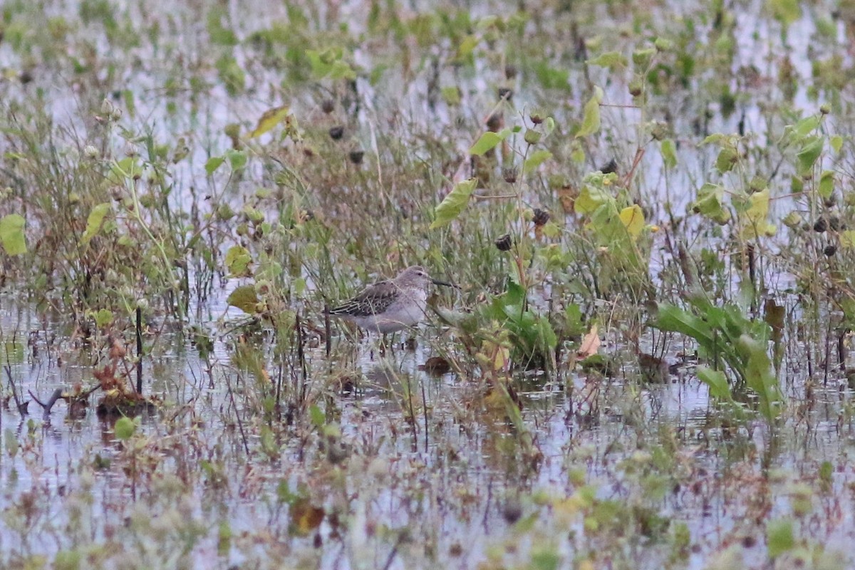 Stilt Sandpiper - ML613490784