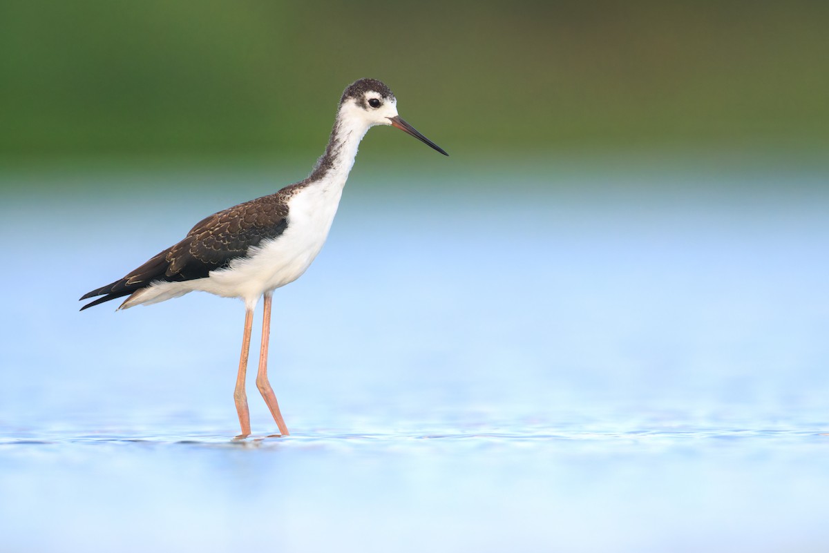 Black-necked Stilt - ML613490801