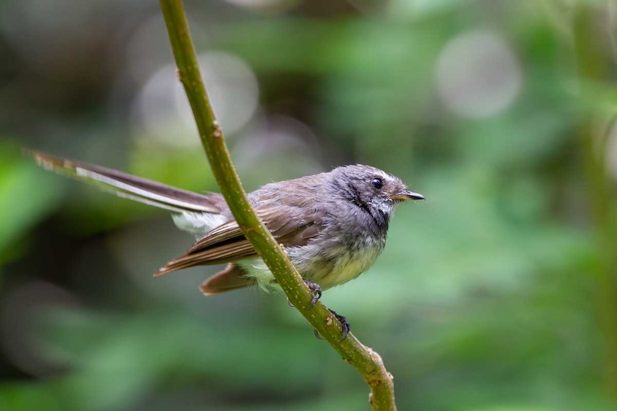 Gray Fantail - ML613490812