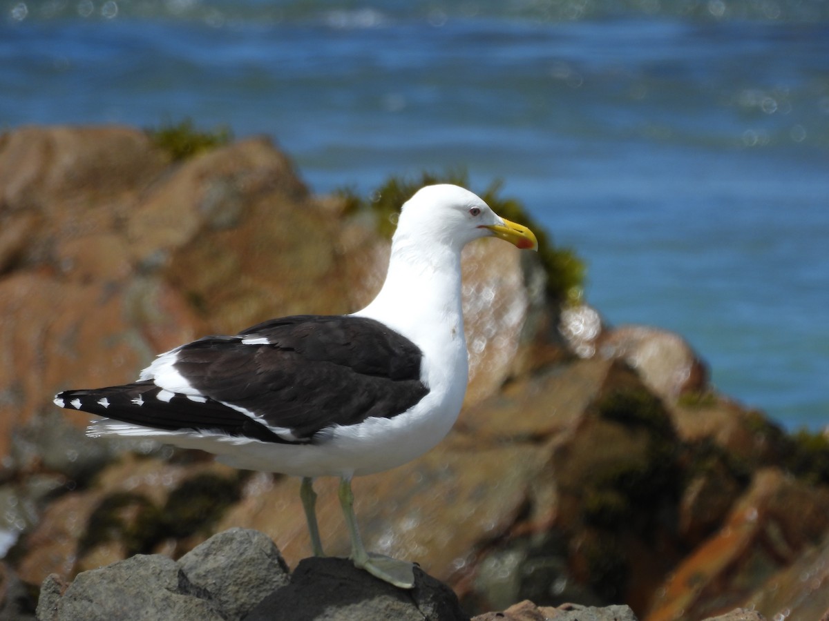 Kelp Gull - ML613490841