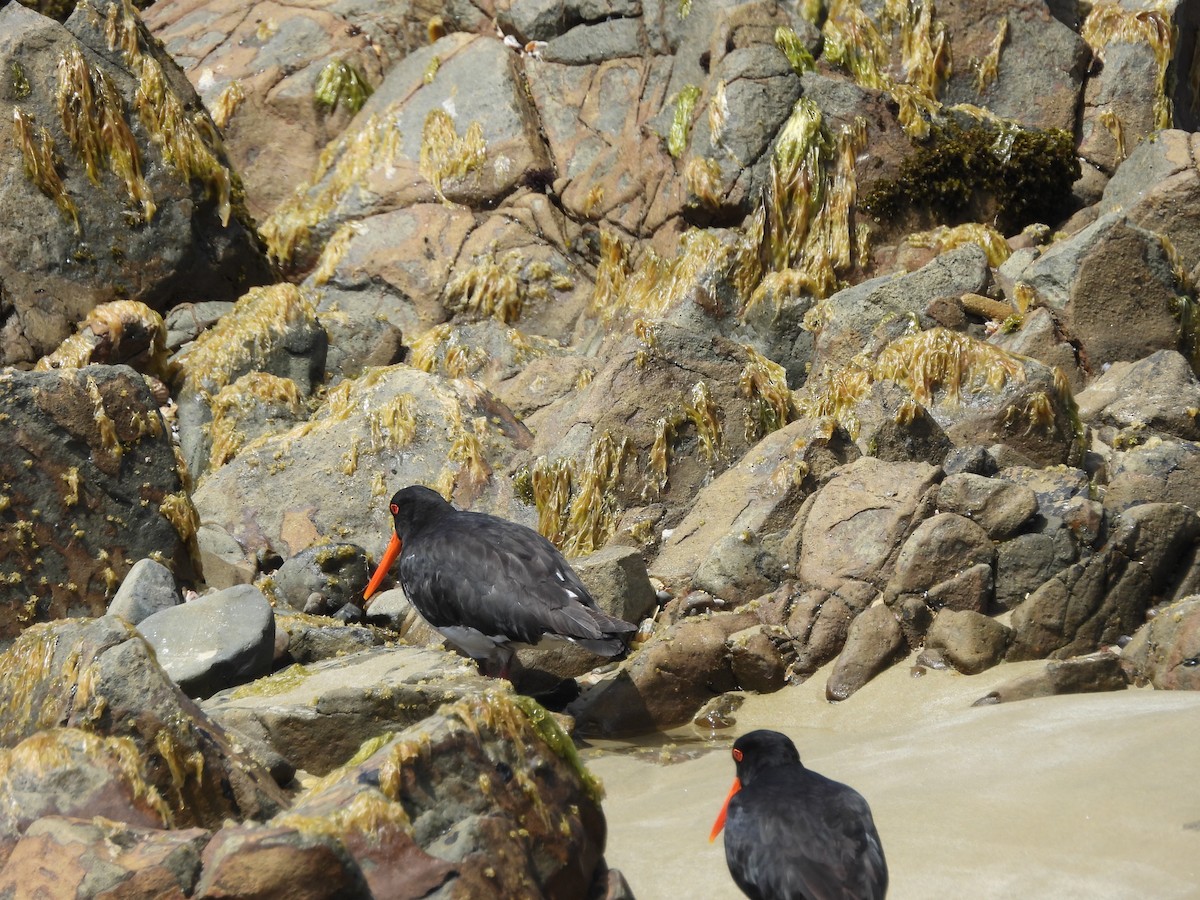 Variable Oystercatcher - ML613490848