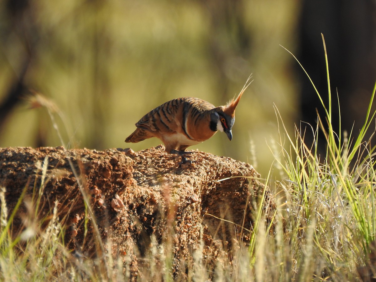 Spinifex Pigeon - Kevin Nguyen