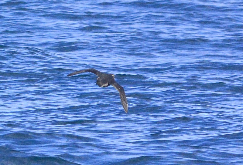 Rhinoceros Auklet - Mike Bush