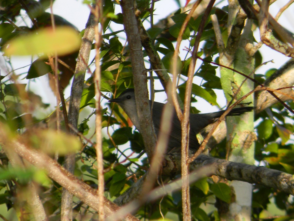 Pájaro Gato Gris - ML613490892