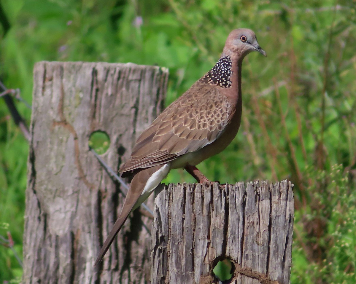 珠頸斑鳩 - ML613490929