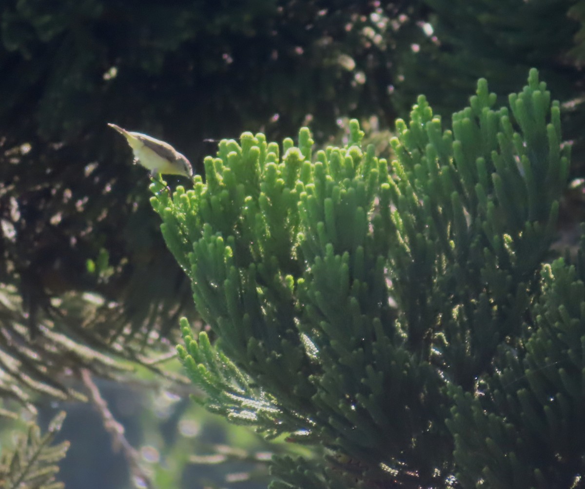 Yellow-rumped Thornbill - ML613490931