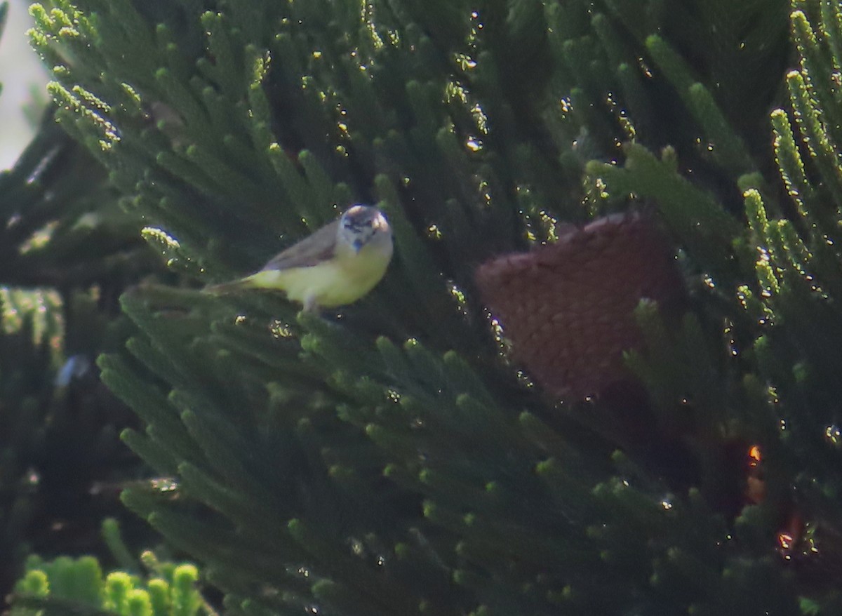 Yellow-rumped Thornbill - ML613490932