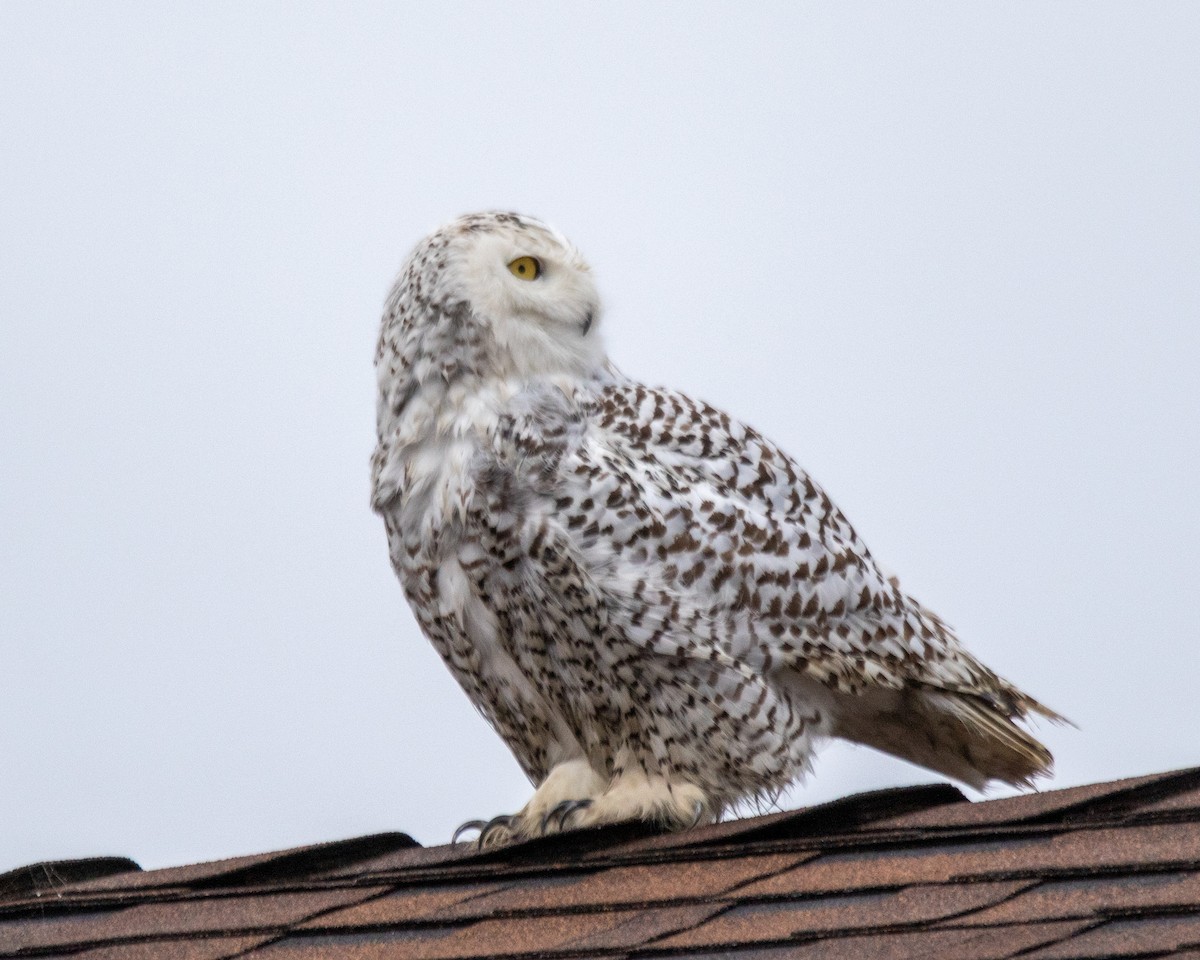 Snowy Owl - Mary-Rose Hoang
