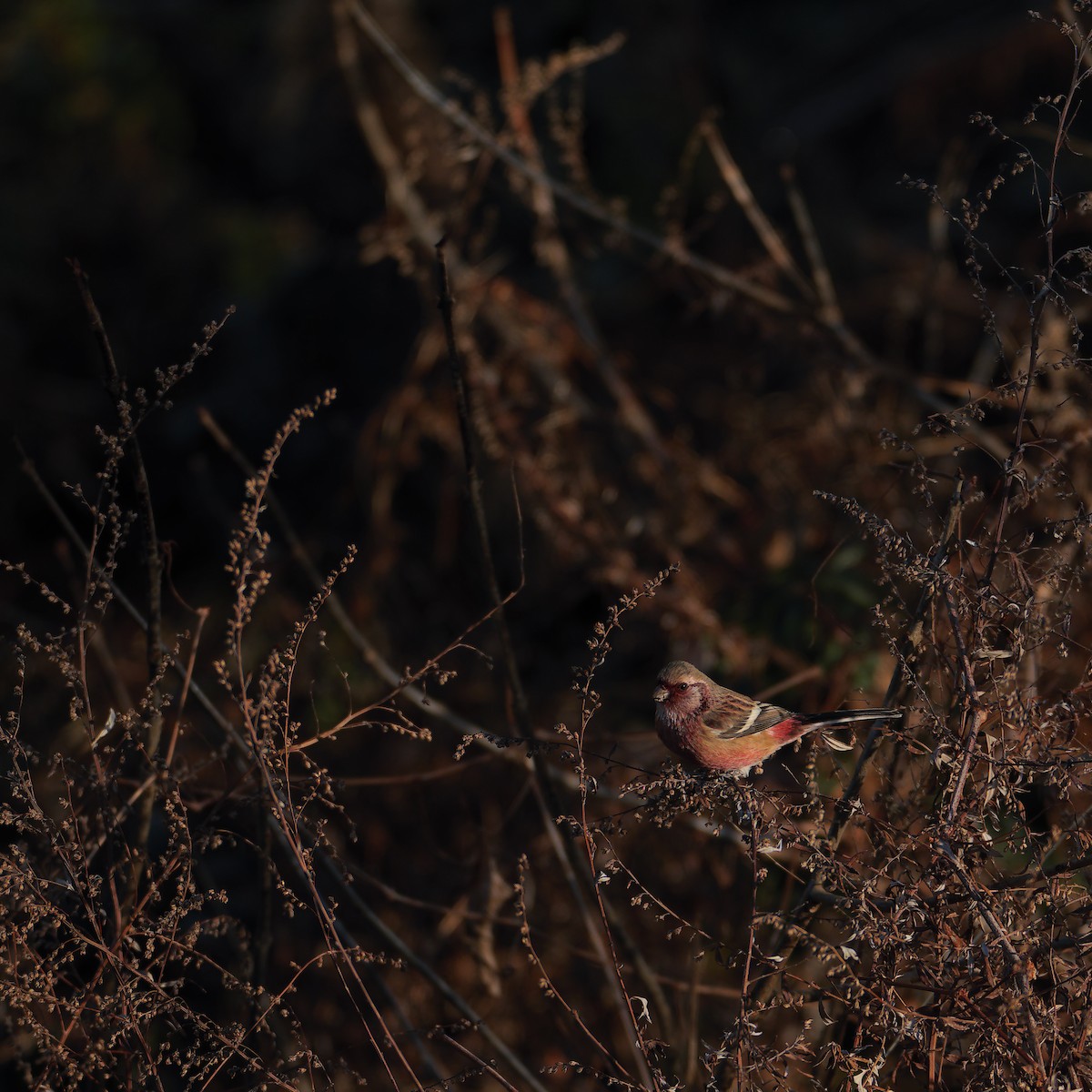 Long-tailed Rosefinch - rentarou yamaneco