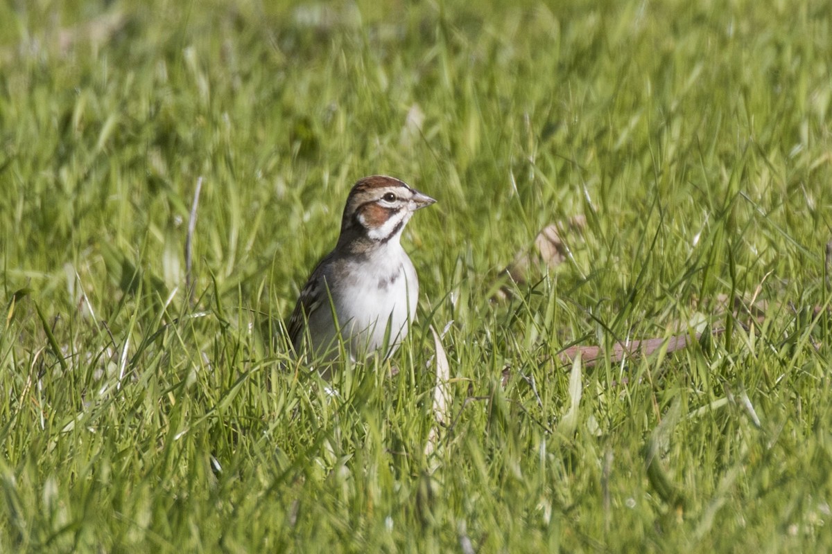 Lark Sparrow - ML613491247