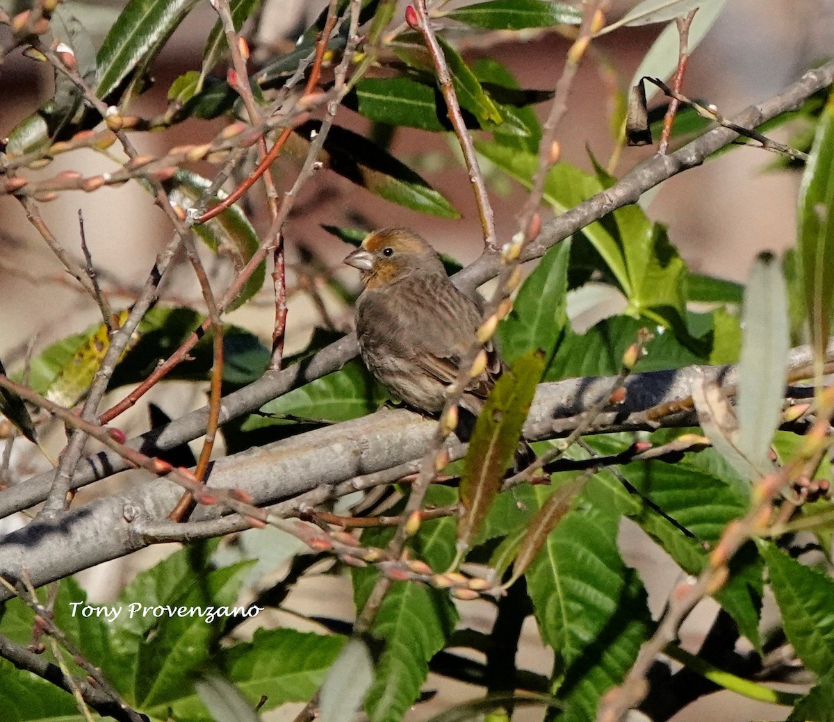 House Finch - Tony Provenzano