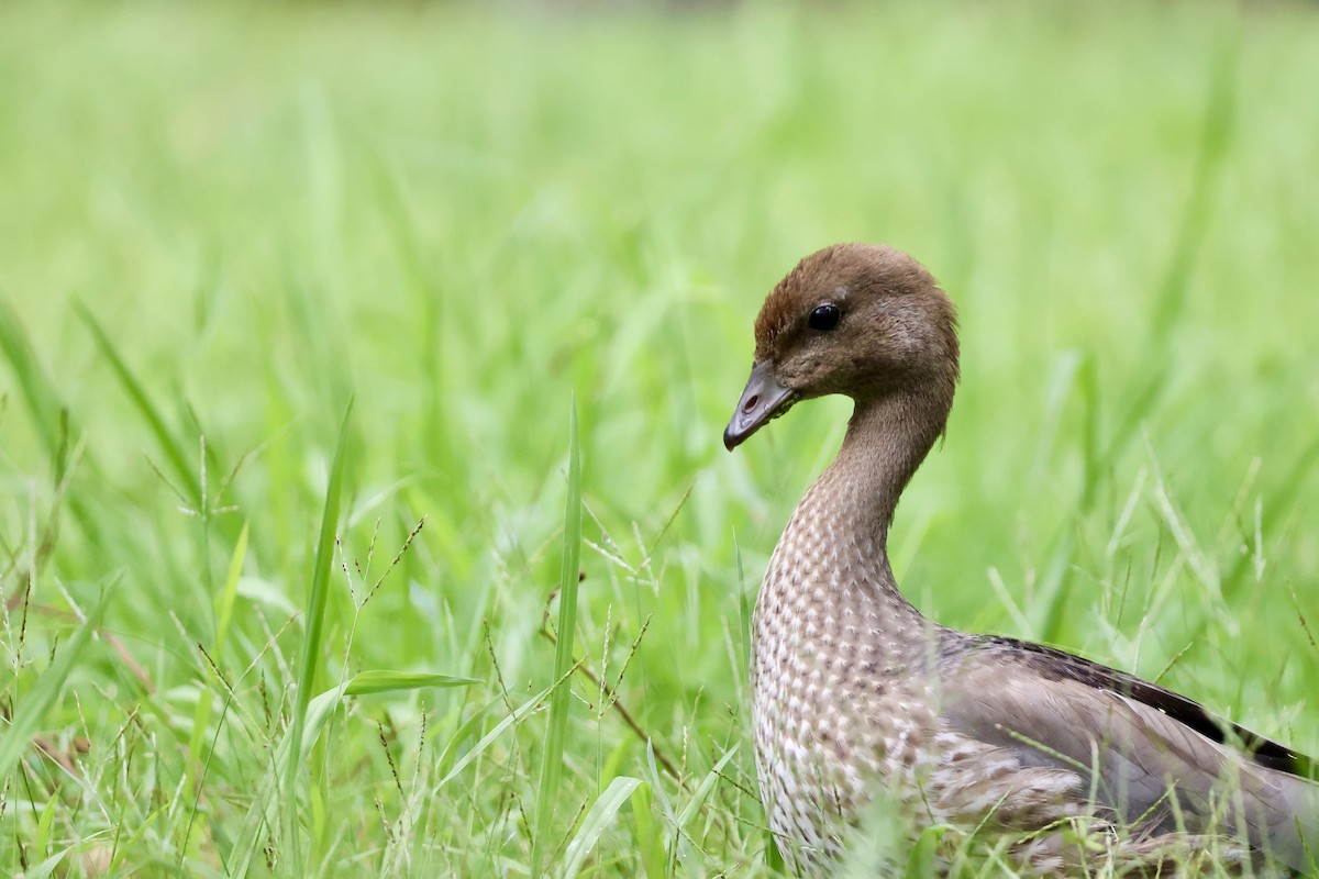 Pato de Crin - ML613491297