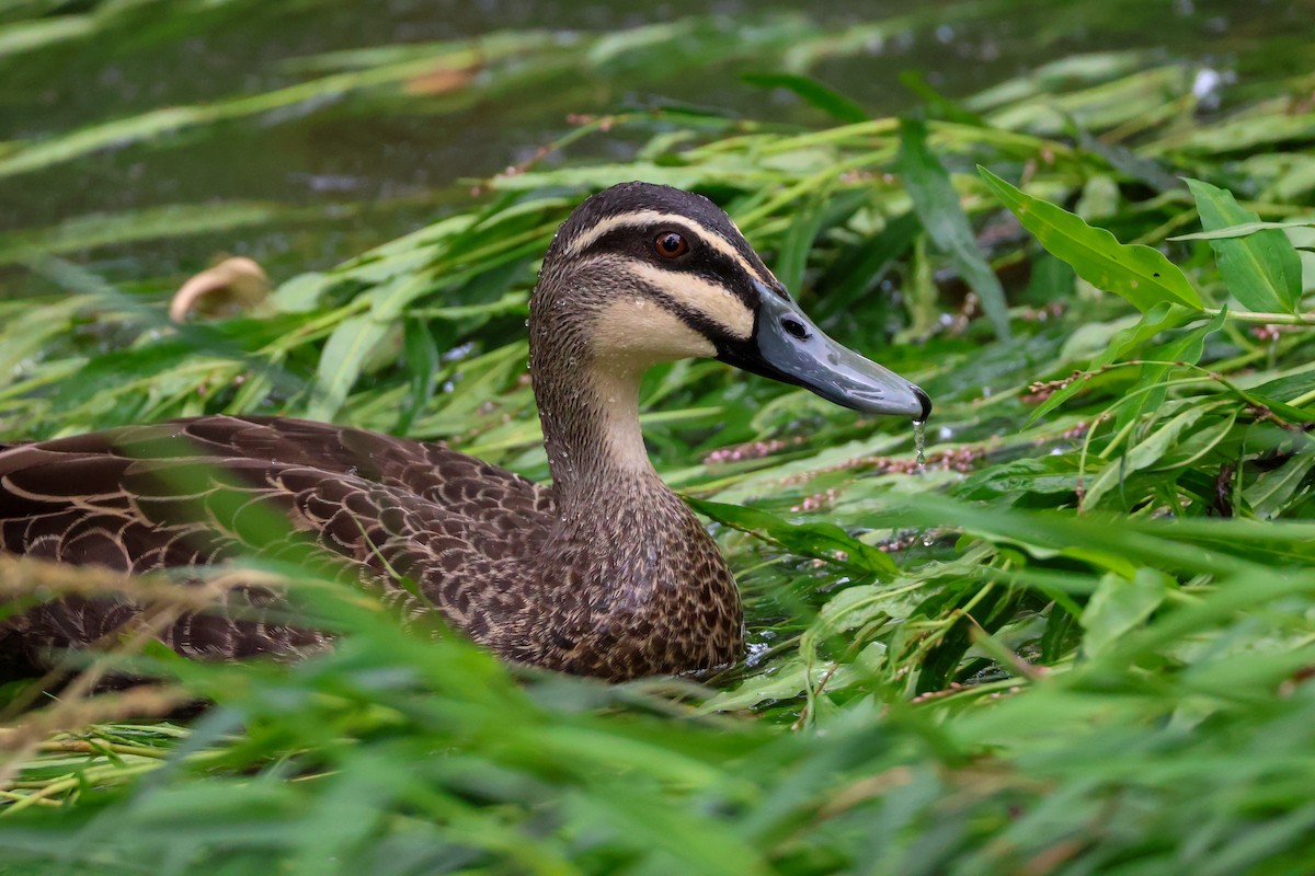 Pacific Black Duck - ML613491299