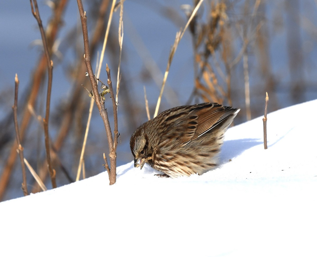 Song Sparrow - ML613491306