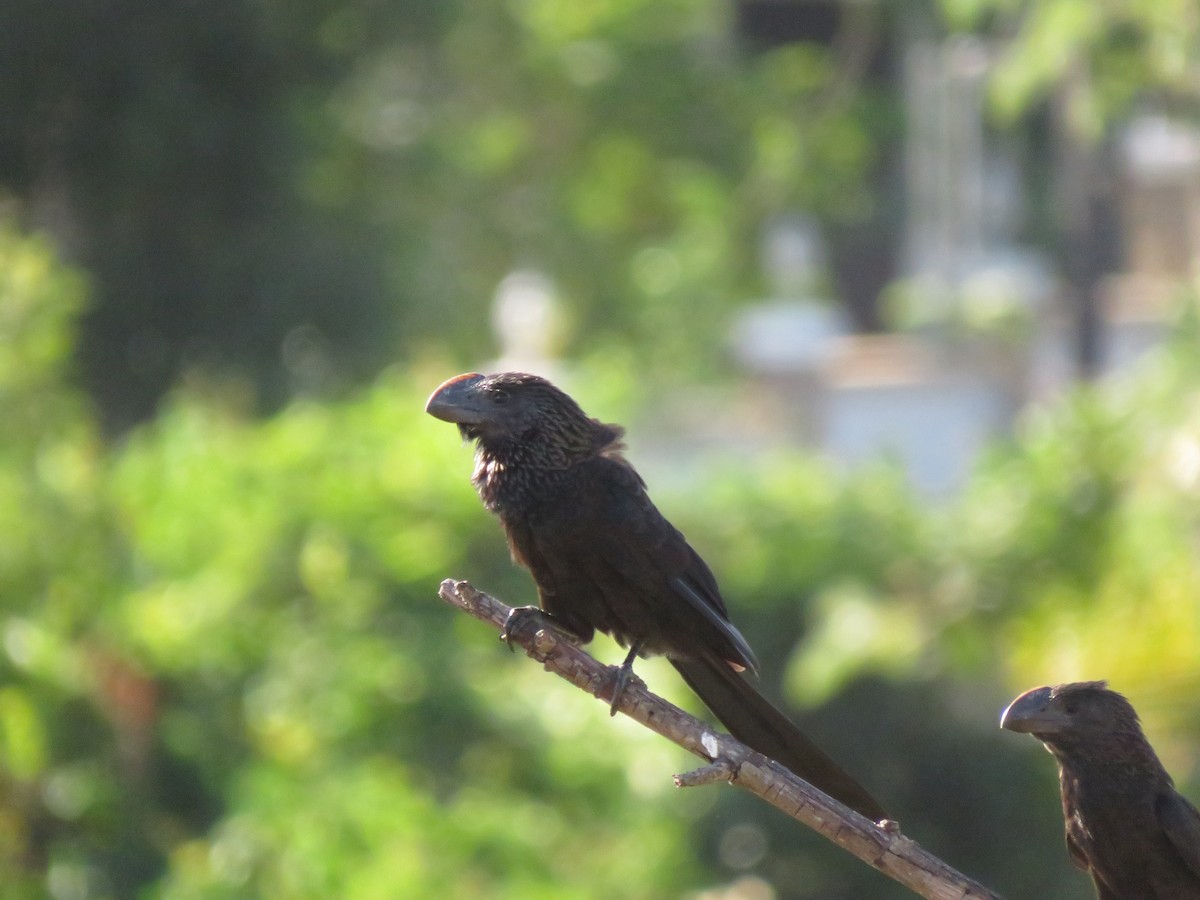 Smooth-billed Ani - ML613491355