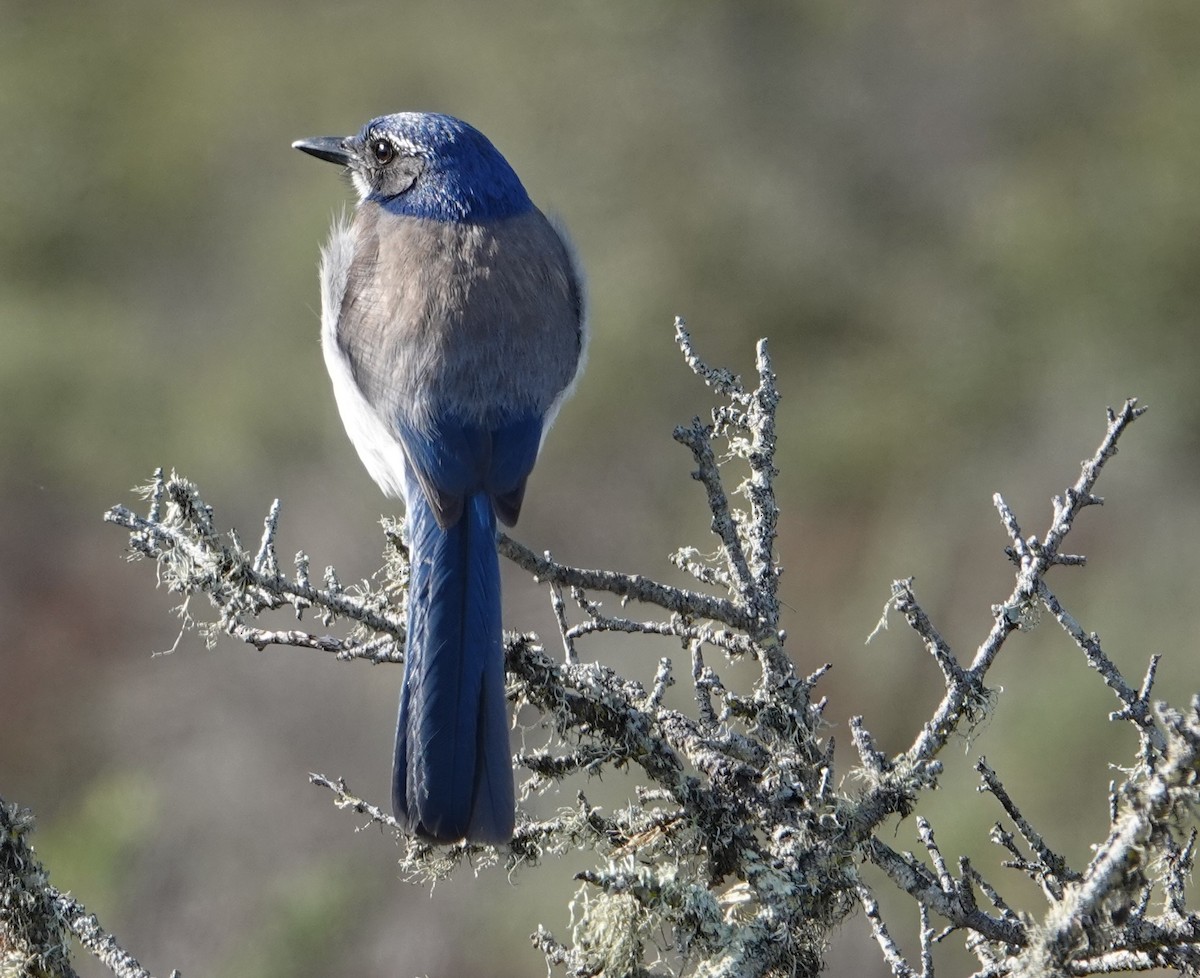 California Scrub-Jay - Jeff Manker