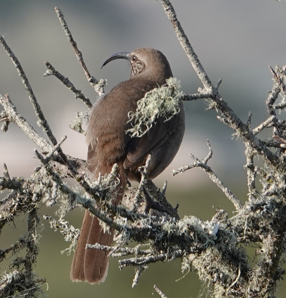 California Thrasher - ML613491390