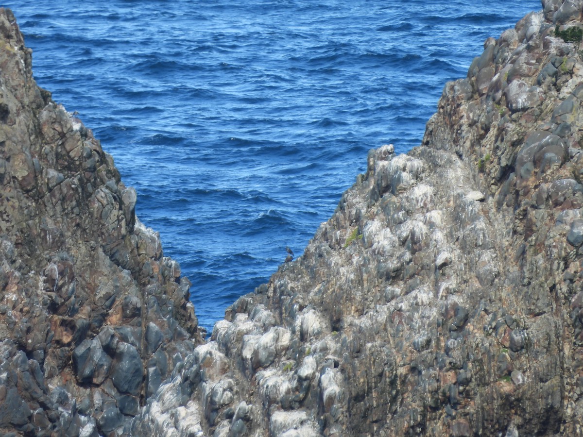 holub skalní (domácí) - ML613491405