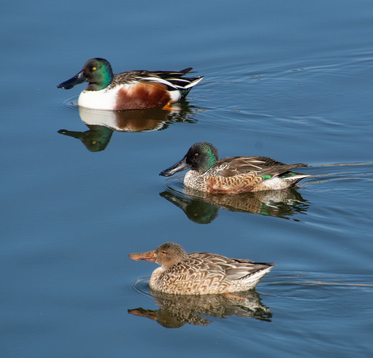 Northern Shoveler - ML613491463