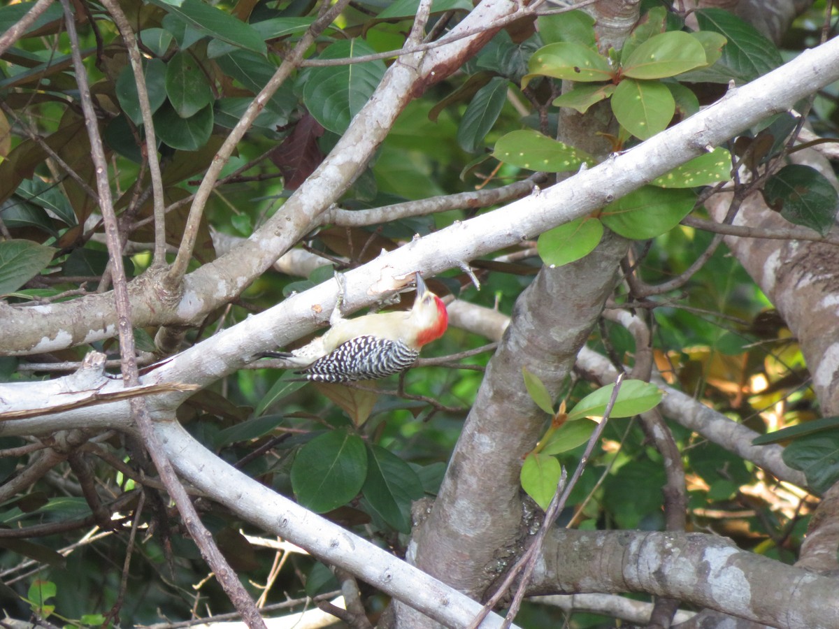 Red-crowned Woodpecker - Eric  Newton