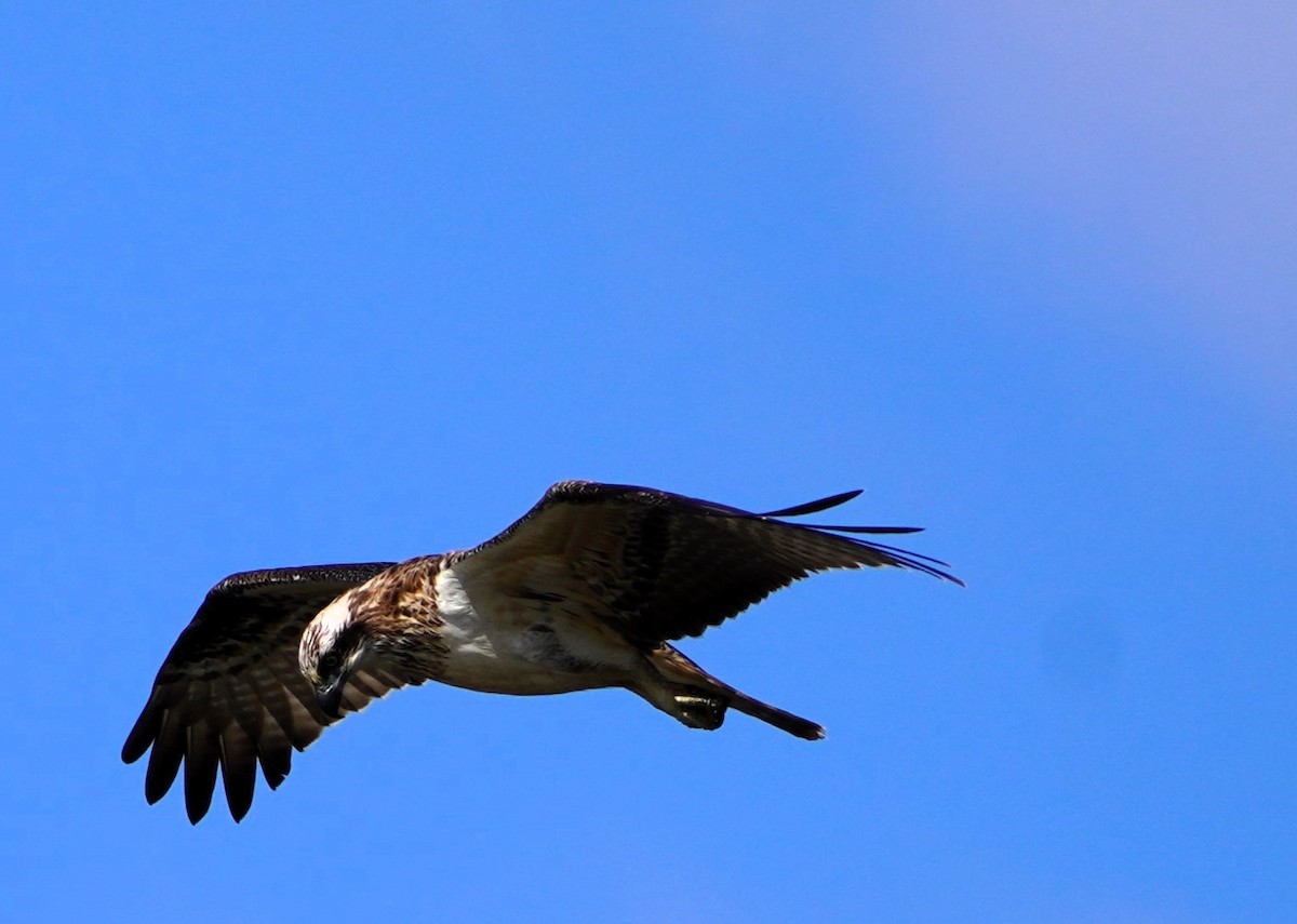 Osprey - Andrew McDonald